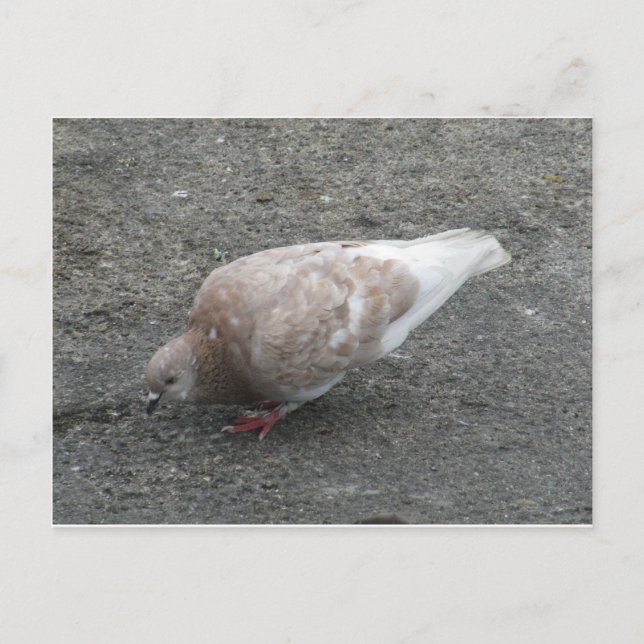 Feeding Pigeon Postcard (Front)