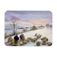 Feeding sheep in winter