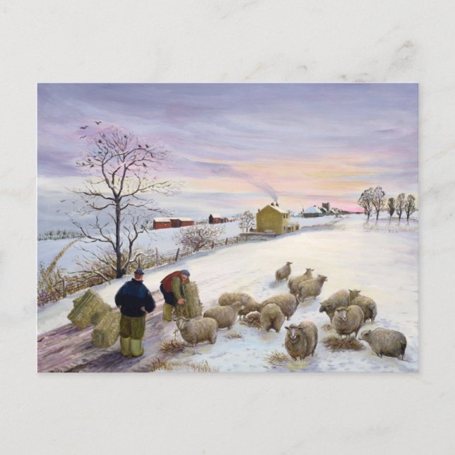 Feeding sheep in winter postcard (Front)