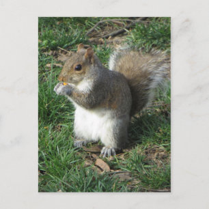 Feeding Squirrel Postcard