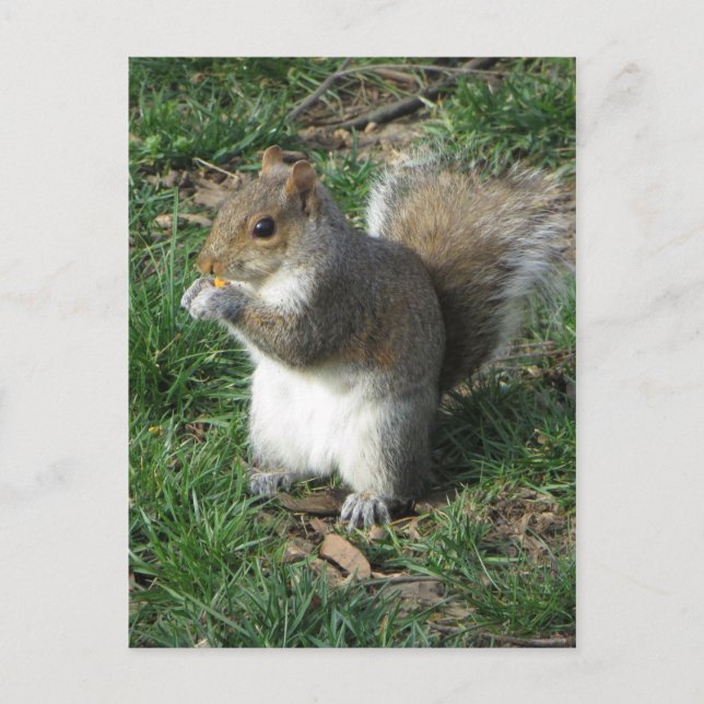 Feeding Squirrel Postcard (Front)