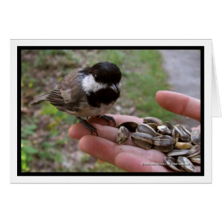 Feeding The Birds