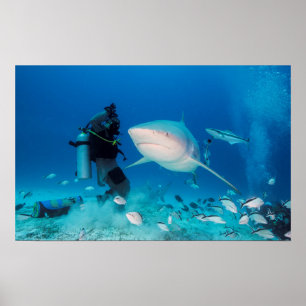 Feeding The Bull Poster