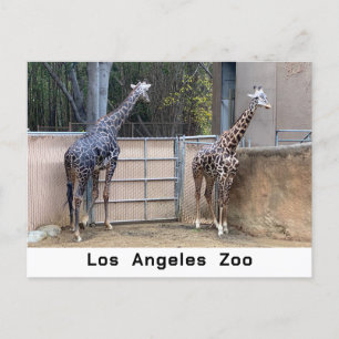 Feeding Time Postcard