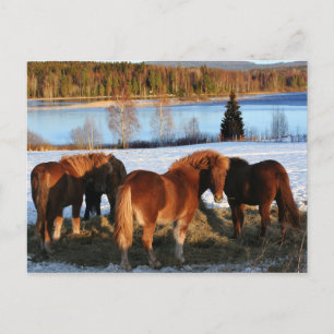 Feeding Time Postcard