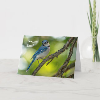 Feel Better Blue Jay Card
