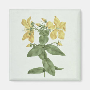 Feel-Fetch (Hypericum quartinianum) (w/c over grap Magnet