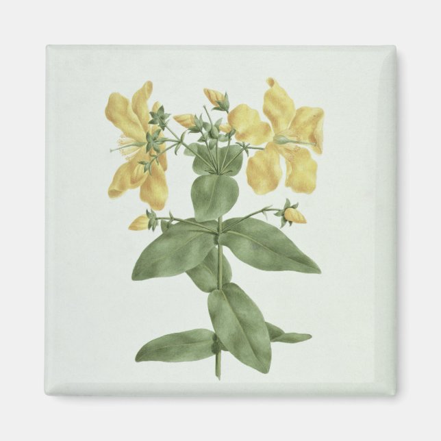 Feel-Fetch (Hypericum quartinianum) (w/c over grap Magnet (Front)