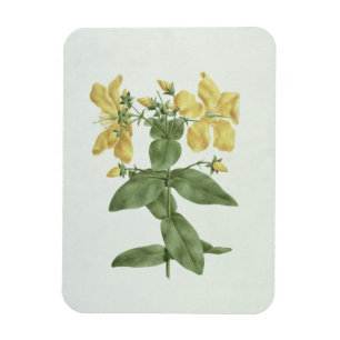 Feel-Fetch (Hypericum quartinianum) (w/c over grap Magnet