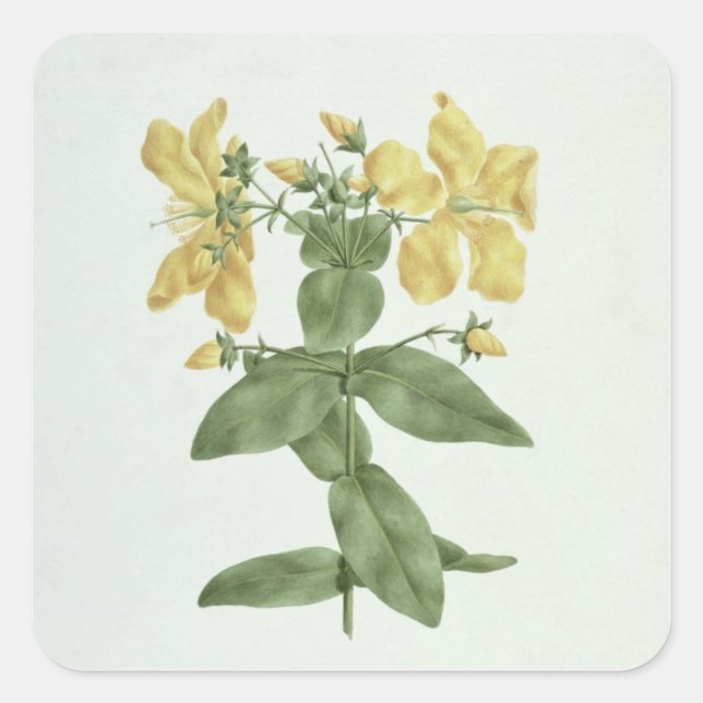 Feel-Fetch (Hypericum quartinianum) (w/c over grap Square Sticker (Front)