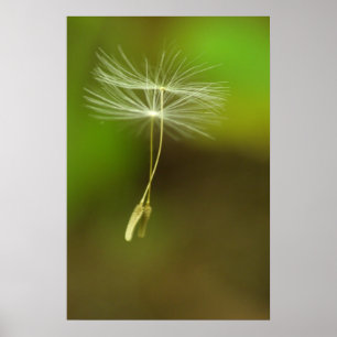 Feel free - flying Dandelion seeds Poster