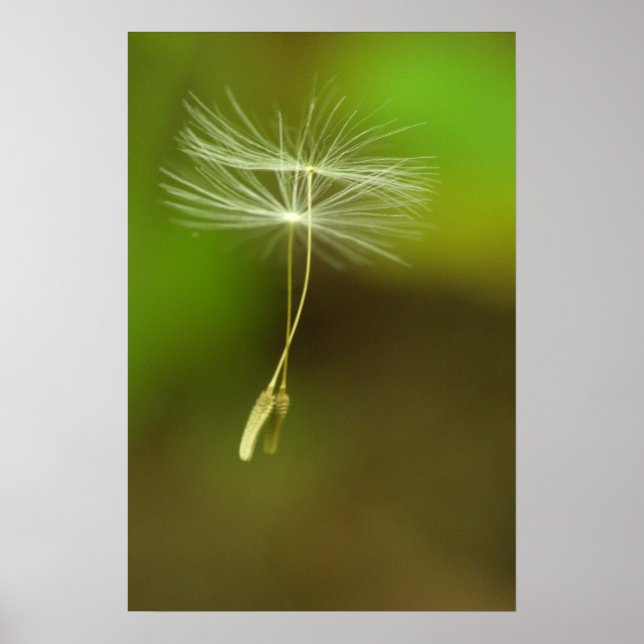Feel free - flying Dandelion seeds Poster (Front)