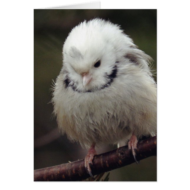 Feeling Blue (Front)