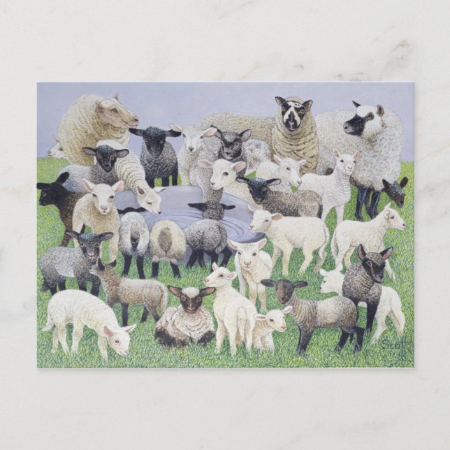 Feeling Sheepish Postcard (Front)