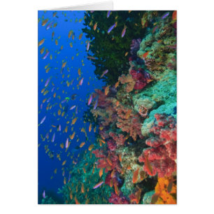 Fées basslets en banc (Pseudanthias