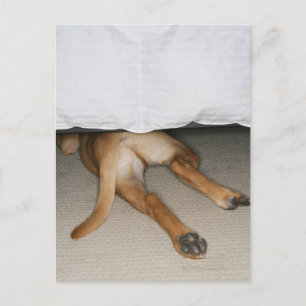 Feet and tail of yellow lab dog hidden under bed postcard