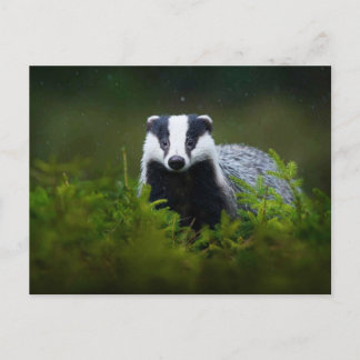Feisty Badger Postcard