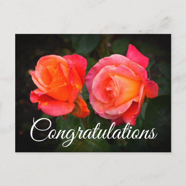 Félicitations Broadway Rose #1 Carte postale (Devant)