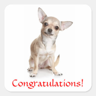 Félicitations Chihuahua Puppy Sticker