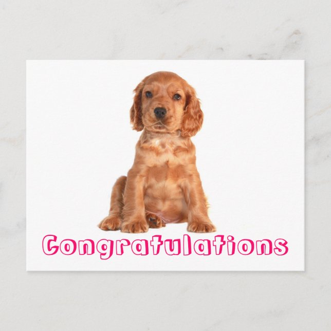 Félicitations Cocker Spaniel Puppy Chien Carte Pos (Devant)