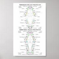 Feline and Canine Dental Formula