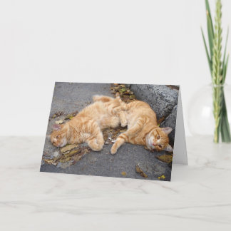 Feline buddies card