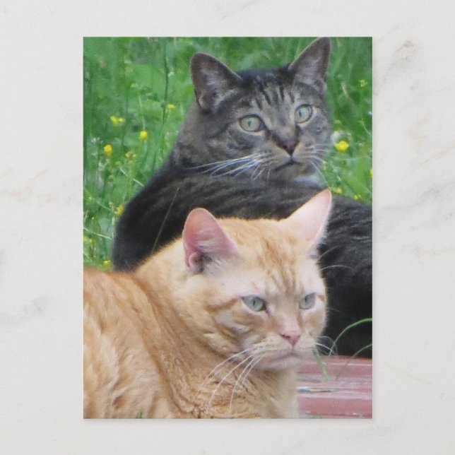 Feline Duo Postcard (Front)