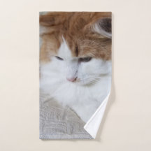 (Feline Fancy) Contemplation Kitty : Photo Cat