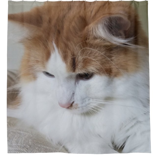 (Feline Fancy) Kitty Contemplation: Cat Photo (Front)