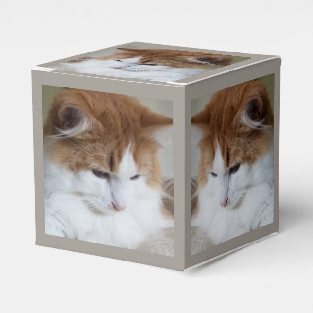 (Feline Fancy) Kitty Contemplation: Cat Photo Favor Box (Front Side)
