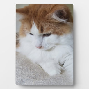(Feline Fancy) Kitty Contemplation: Cat Photo Plaque