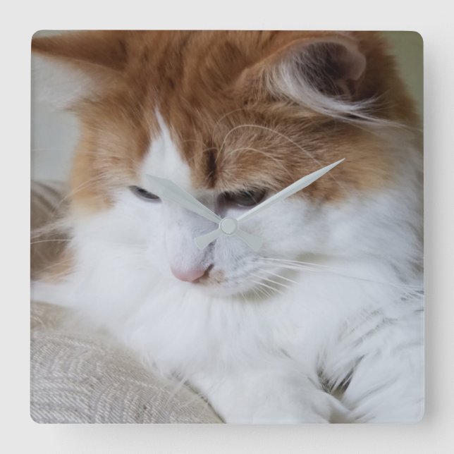 (Feline Fancy) Kitty Contemplation: Cat Photo Square Wall Clock (Front)