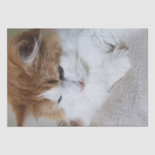 (Feline Fancy) Kitty Contemplation: Cat Photo Tissue Paper