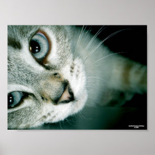 Feline Friends 001 Poster