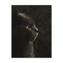 Feline silhouette - Postcard