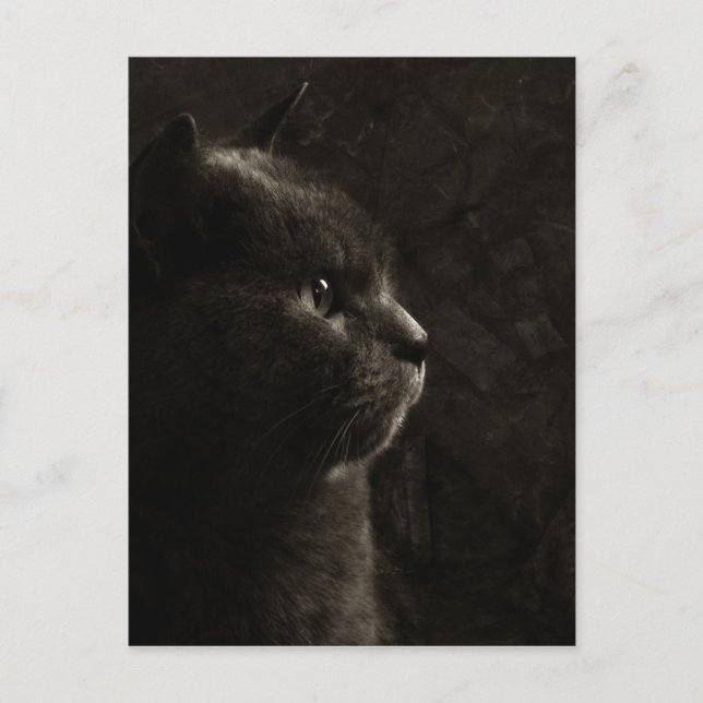 Feline silhouette - Postcard (Front)