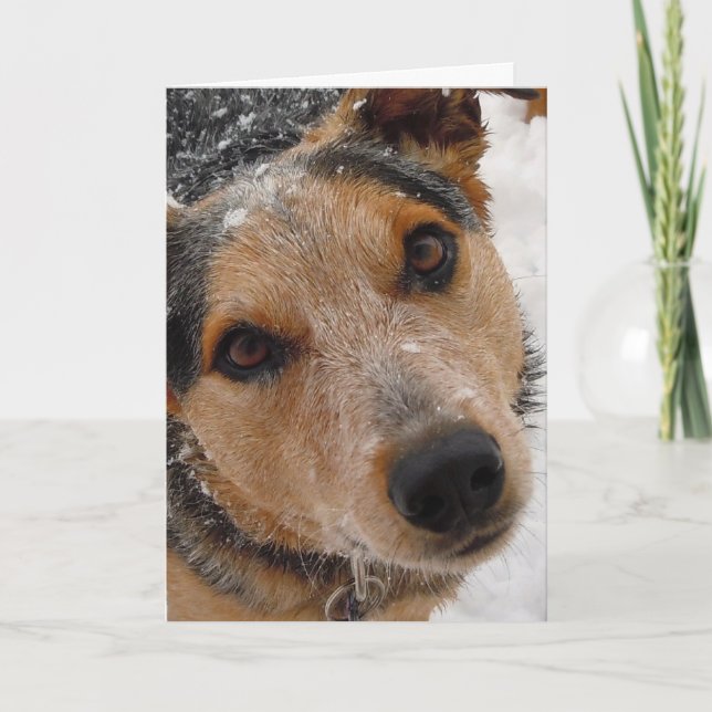 Feliz Navidad Perro Pastor - Spanish Christmas Holiday Card (Front)