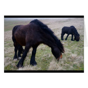 Fell Ponies