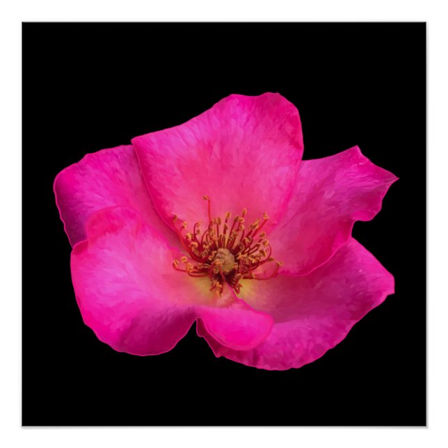 Felt pen Rose Poster (Front)