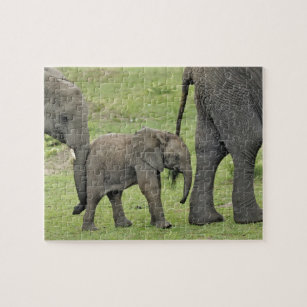 Female African Elephant with baby, Loxodonta 3 Jigsaw Puzzle
