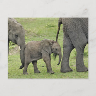 Female African Elephant with baby, Loxodonta 3 Postcard