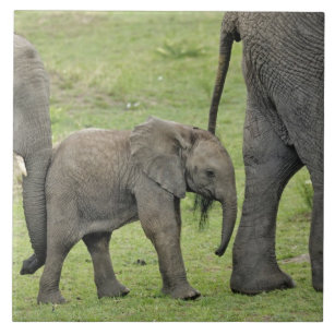 Female African Elephant with baby, Loxodonta 3 Tile