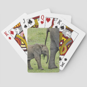 Female African Elephant with Baby Playing Cards