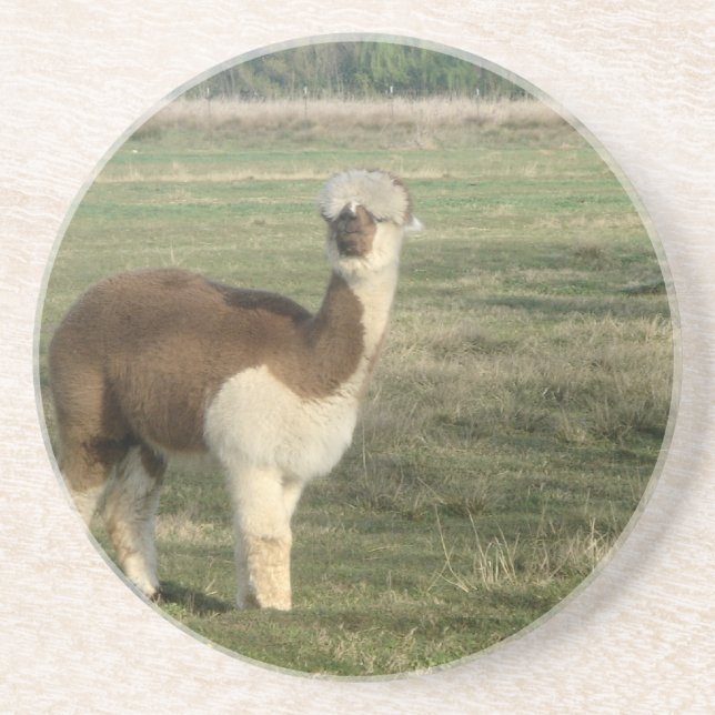 Female alpaca coaster (Front)