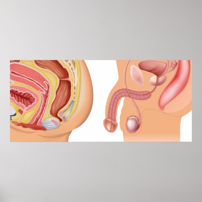Female and male reductive system   poster (Front)