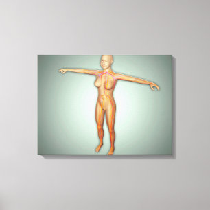 Female Arteries, Veins, & Nervous System Canvas Print
