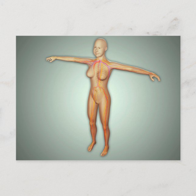 Female Arteries, Veins, & Nervous System Postcard (Front)