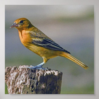 Female Baltimore Oriole Poster