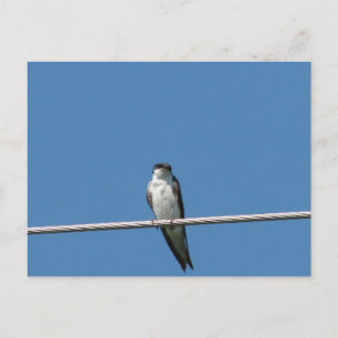 Female Barn Swallow Postcard