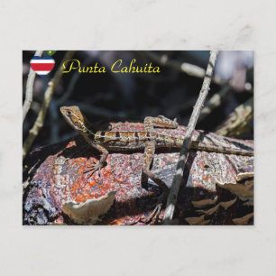Female basilisk Lizard, Punta Cahuita - Costa Rica Postcard